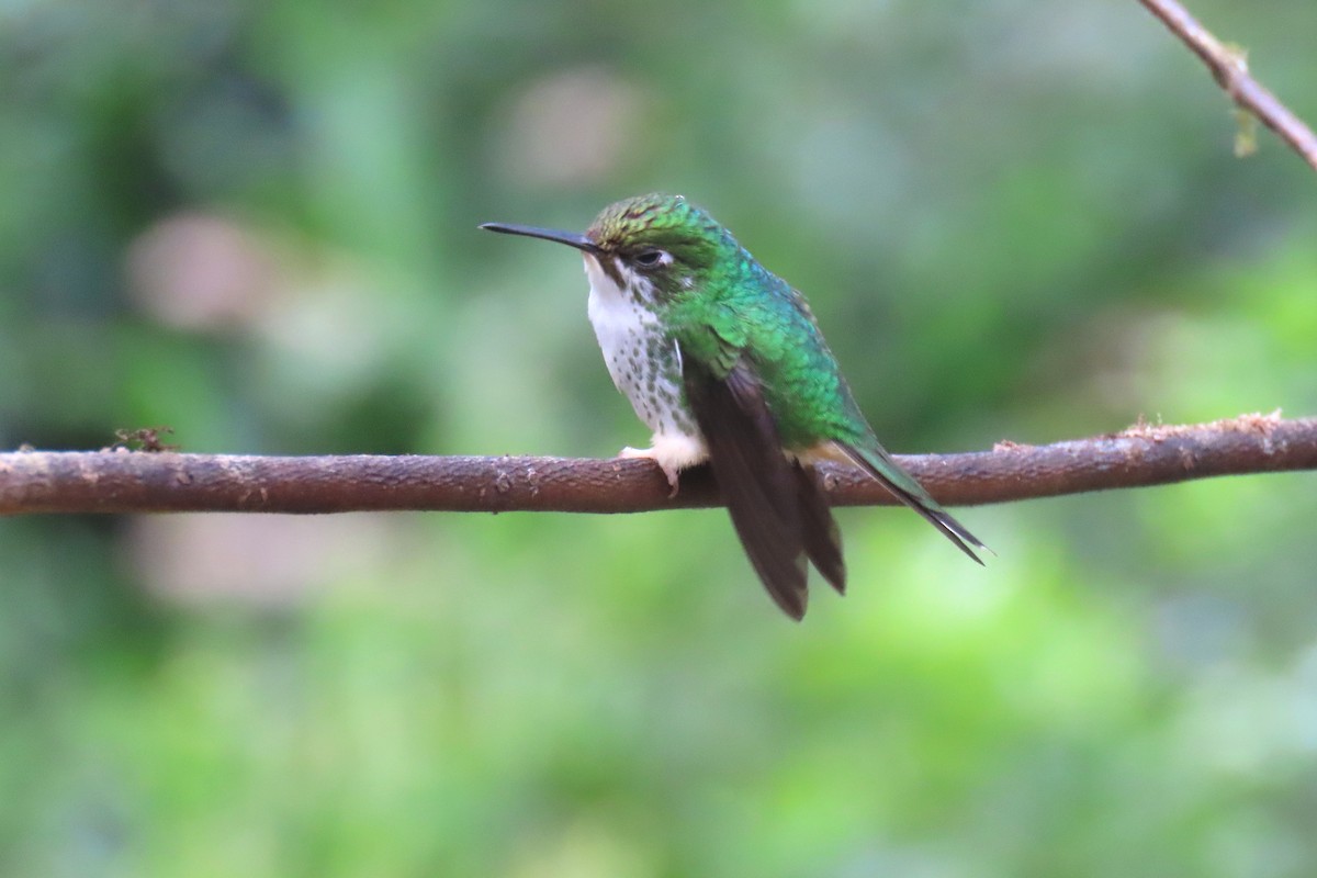 Long-tailed Sylph - ML622196118