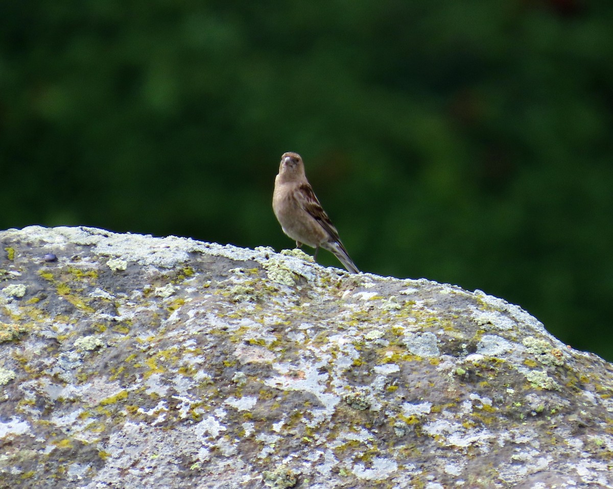 Plain Mountain Finch - Sayib Khaliq