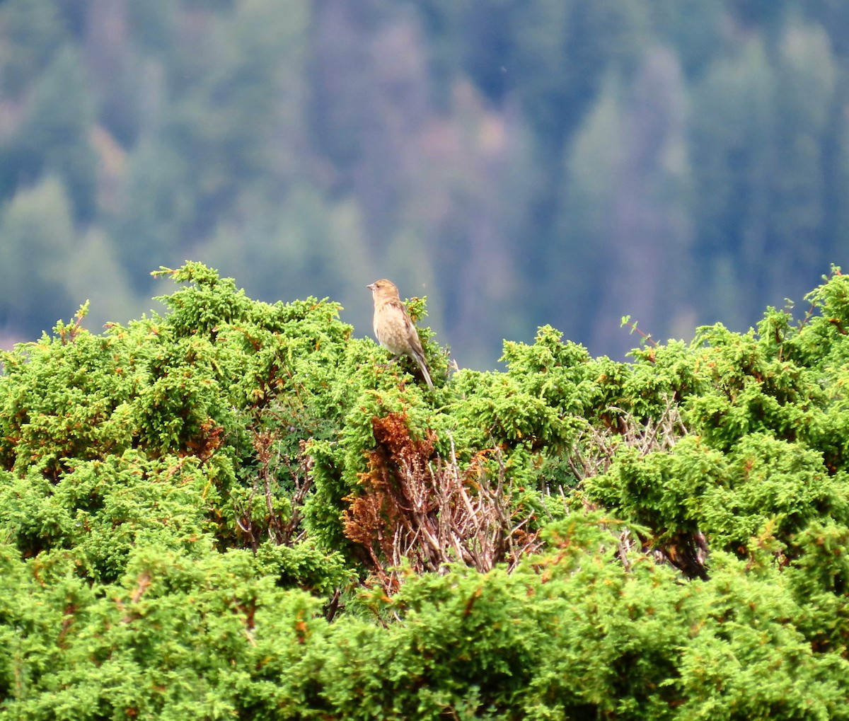 Plain Mountain Finch - ML622196120