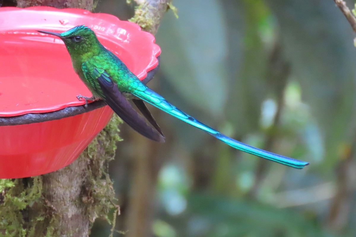 Long-tailed Sylph - ML622196123