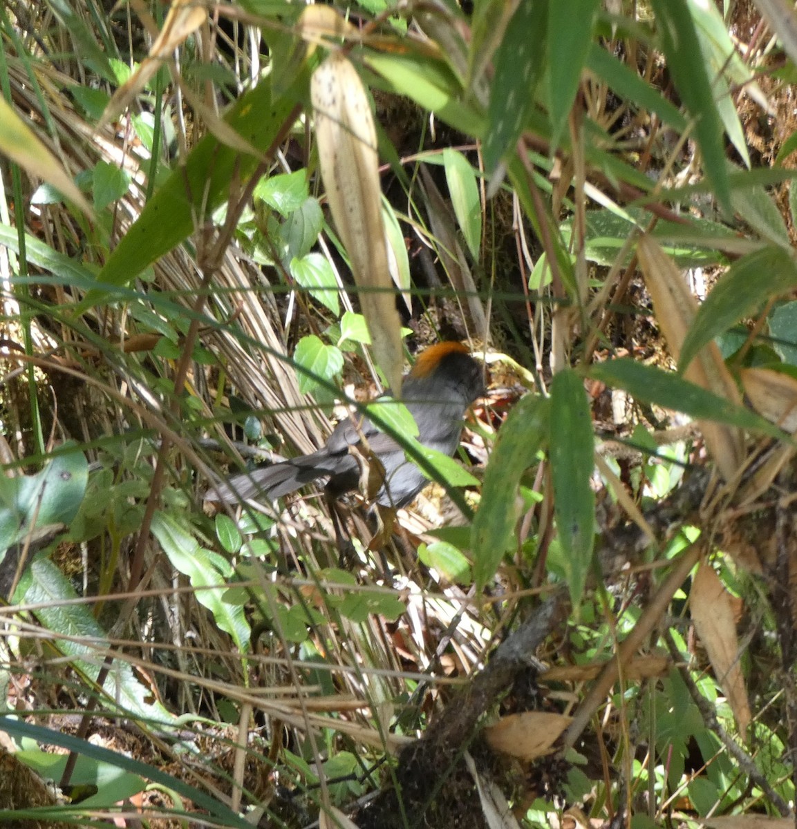 Cuzco Brushfinch - Chris Gibbs