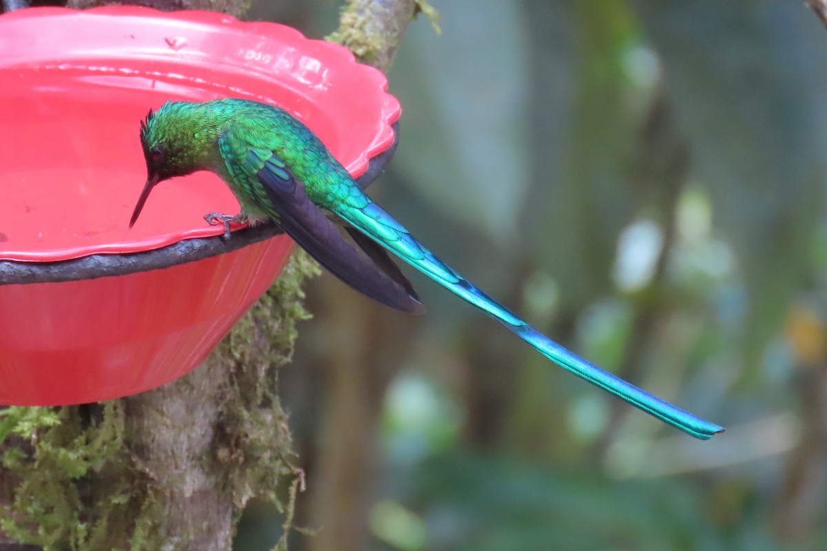 Long-tailed Sylph - ML622196126