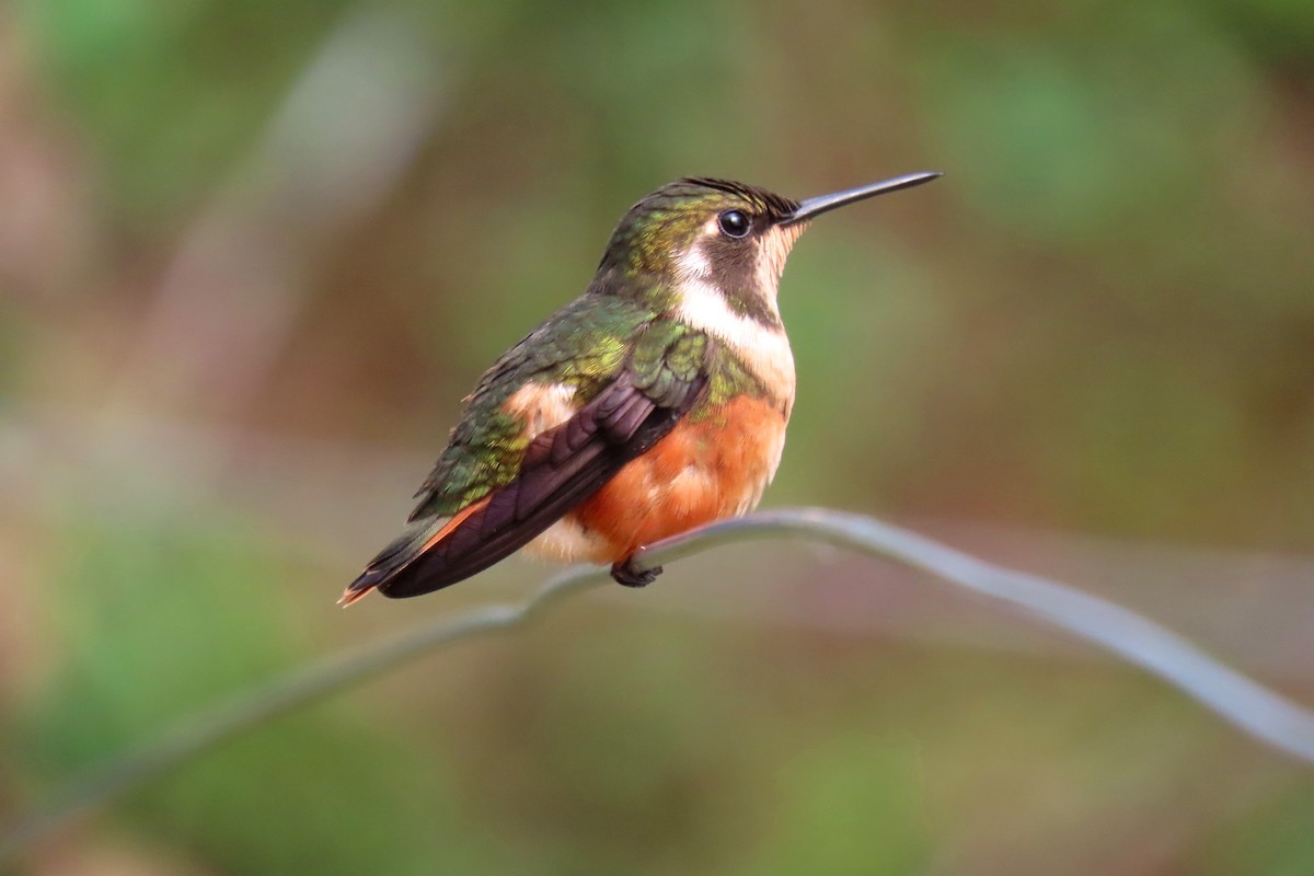 Purple-throated Woodstar - ML622196139