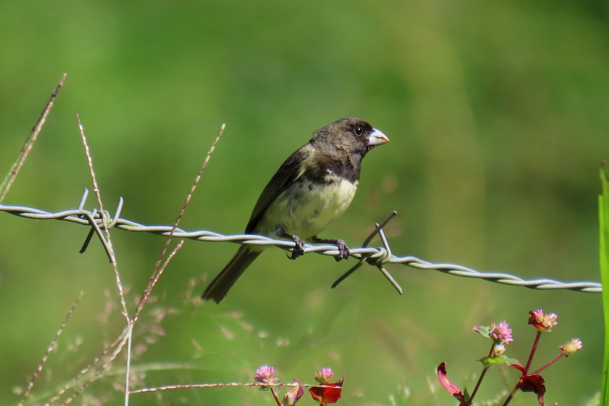 Yellow-bellied Seedeater - ML622196169