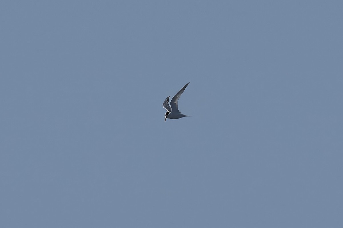 Little/Australian Fairy Tern - Mike Hooper