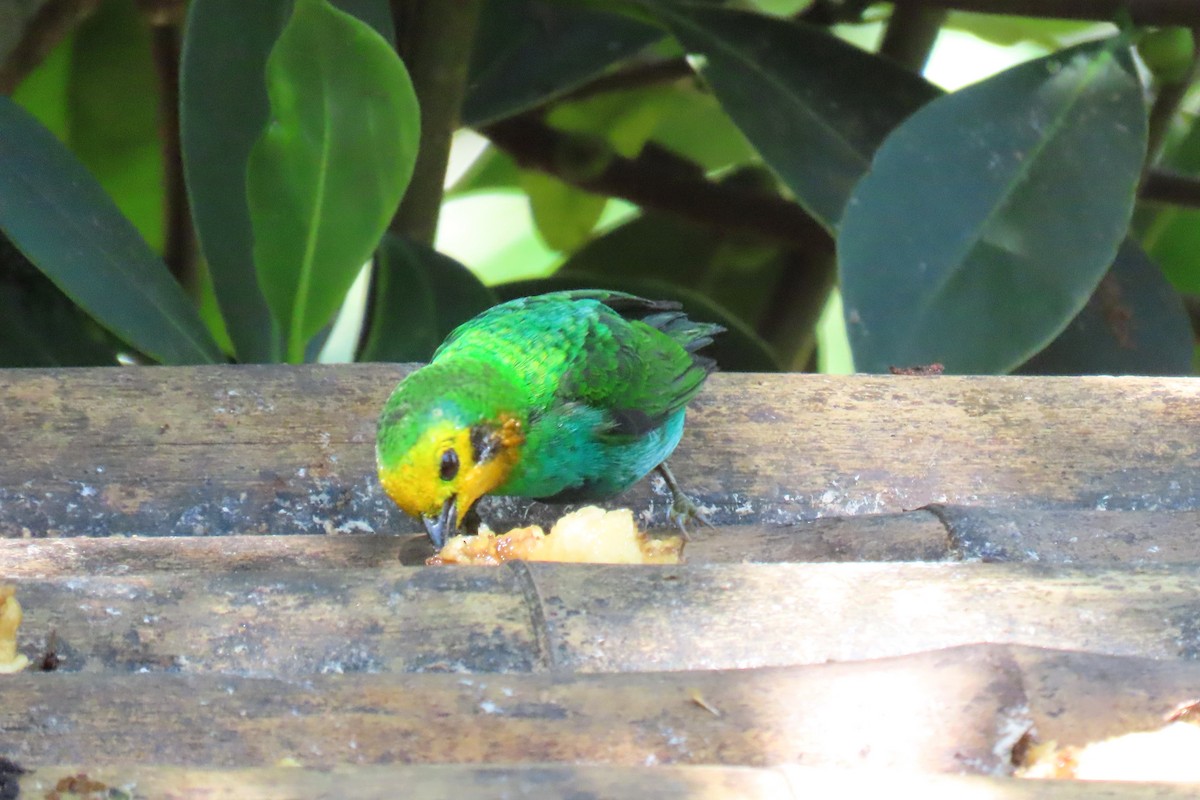 Multicolored Tanager - Thore Noernberg