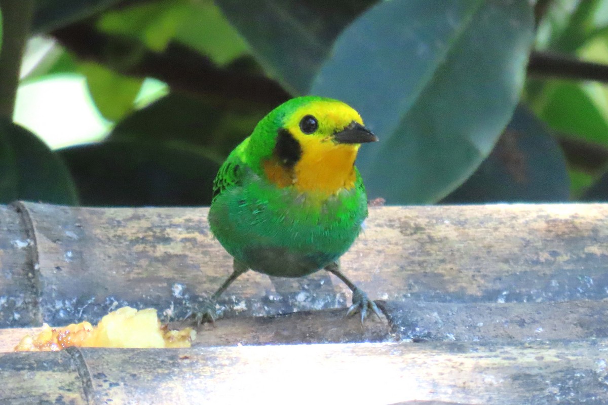 Multicolored Tanager - ML622196210