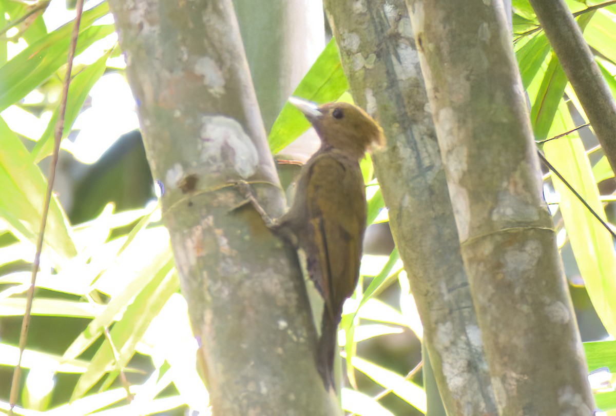 Bamboo Woodpecker - ML622196212