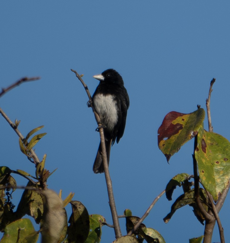 Cone-billed Tanager - ML622196259