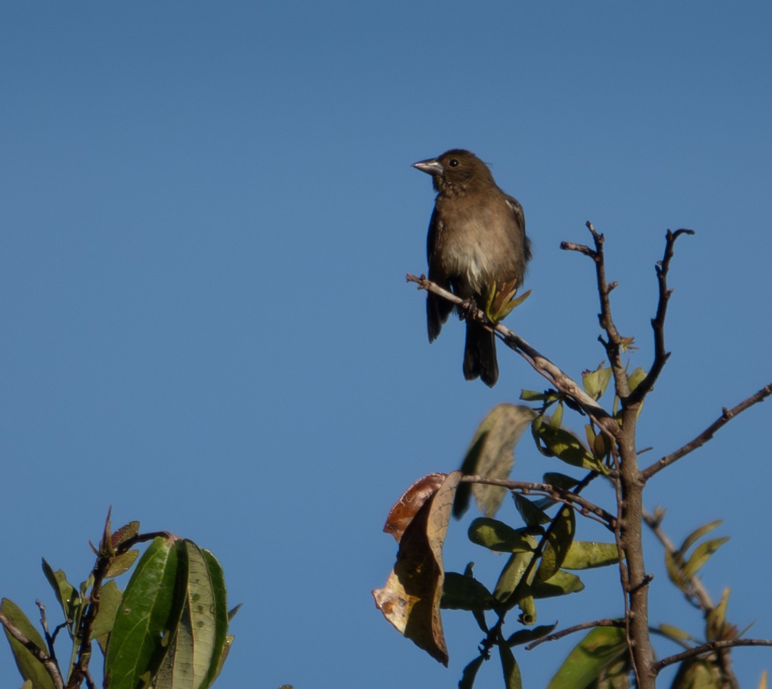 Cone-billed Tanager - ML622196282