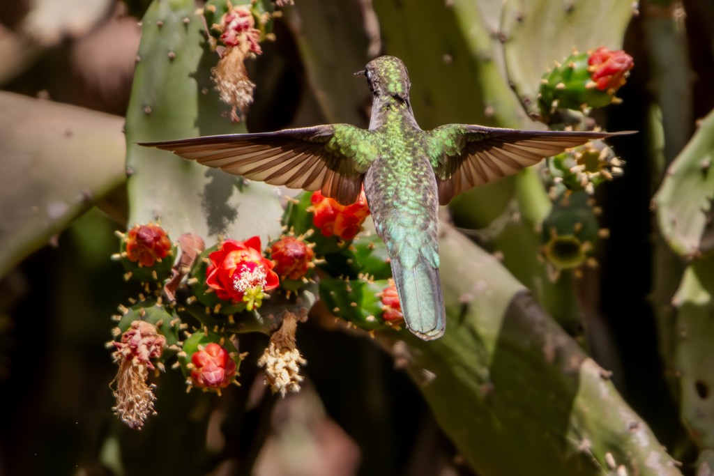 Outcrop Sabrewing - ML622196297