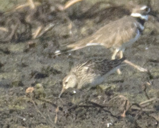 Graubrust-Strandläufer - ML622196302