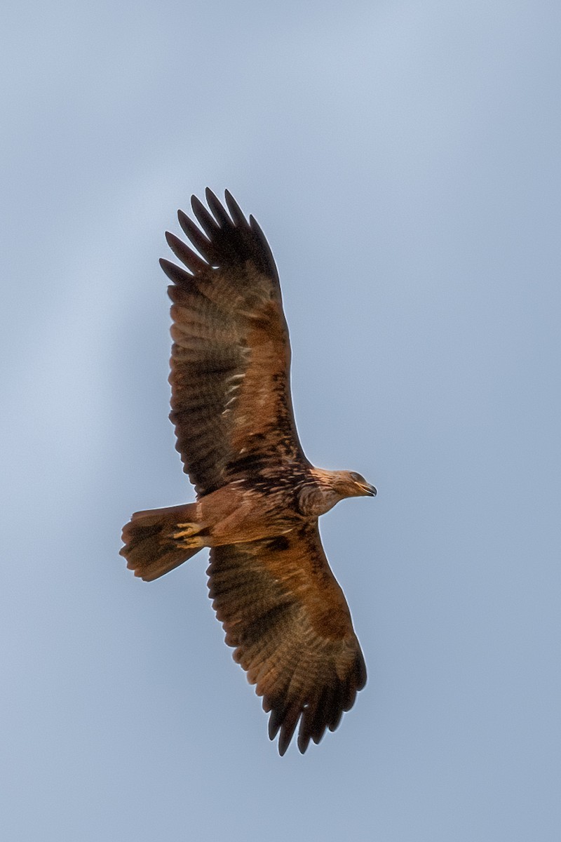 Tawny Eagle - ML622196332