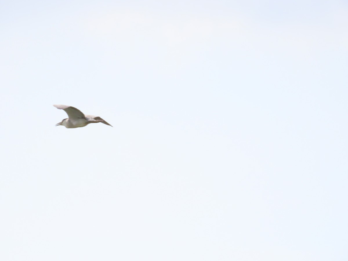 Black-crowned Night Heron - ML622196333