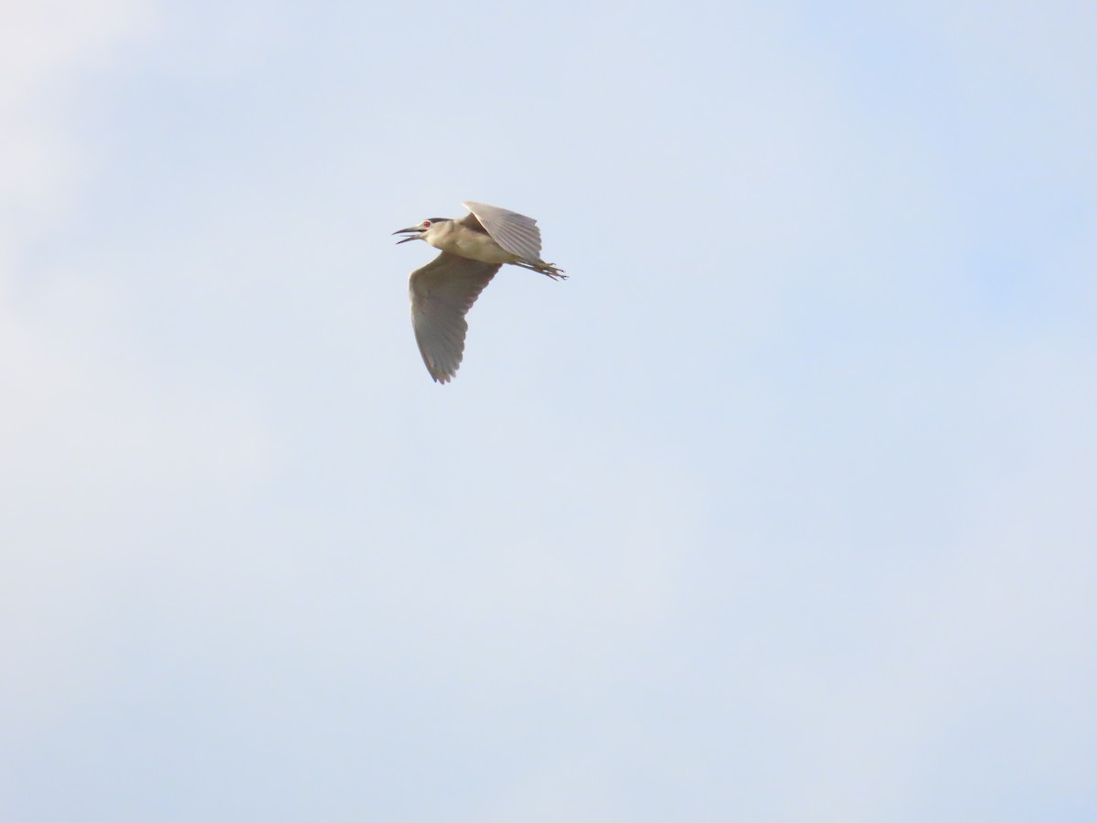 Black-crowned Night Heron - ML622196334