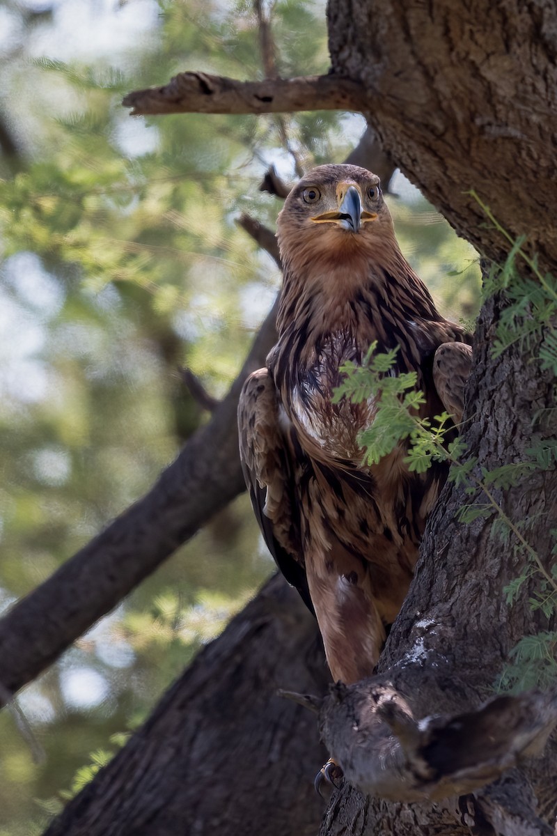 Tawny Eagle - ML622196346