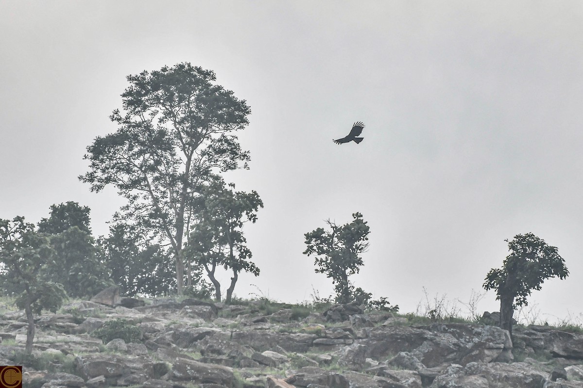 Black Eagle - ML622196370