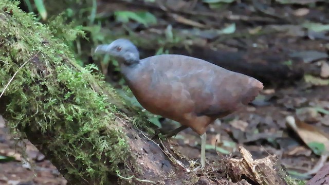 Little Tinamou - ML622196388