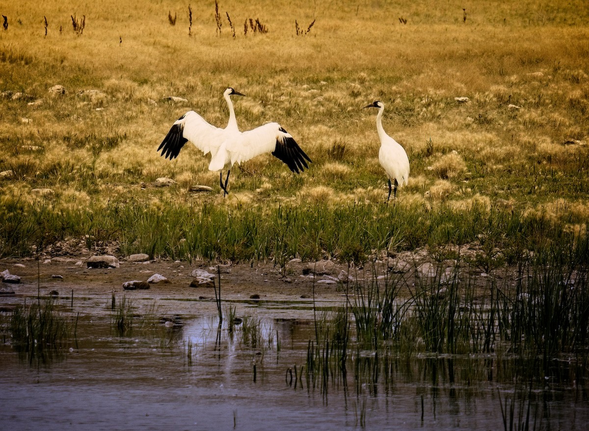 Whooping Crane - ML622196422