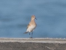 Baird's Sandpiper - ML622196475