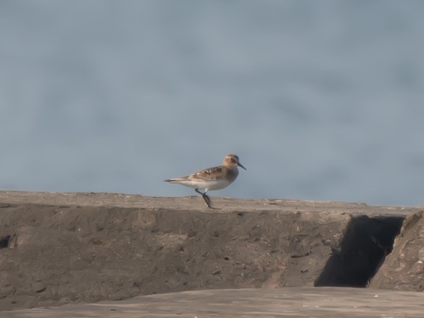 Baird's Sandpiper - ML622196476