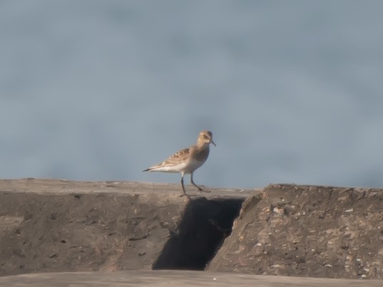 Baird's Sandpiper - ML622196477