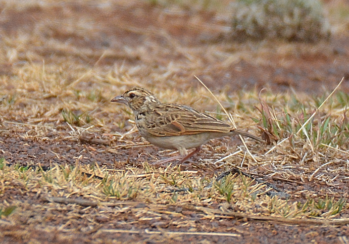 Jerdon's Bushlark - ML622196481