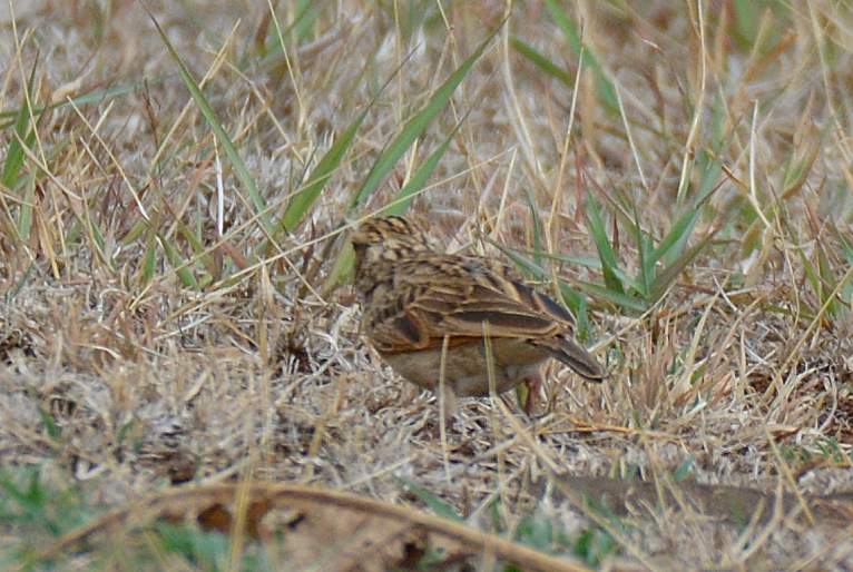Jerdon's Bushlark - ML622196482
