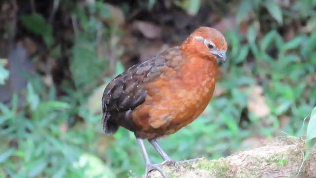 Chestnut Wood-Quail - ML622196493