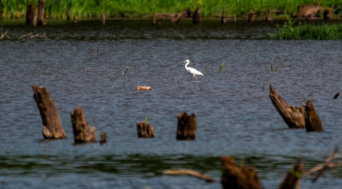 Little Blue Heron - ML622196535