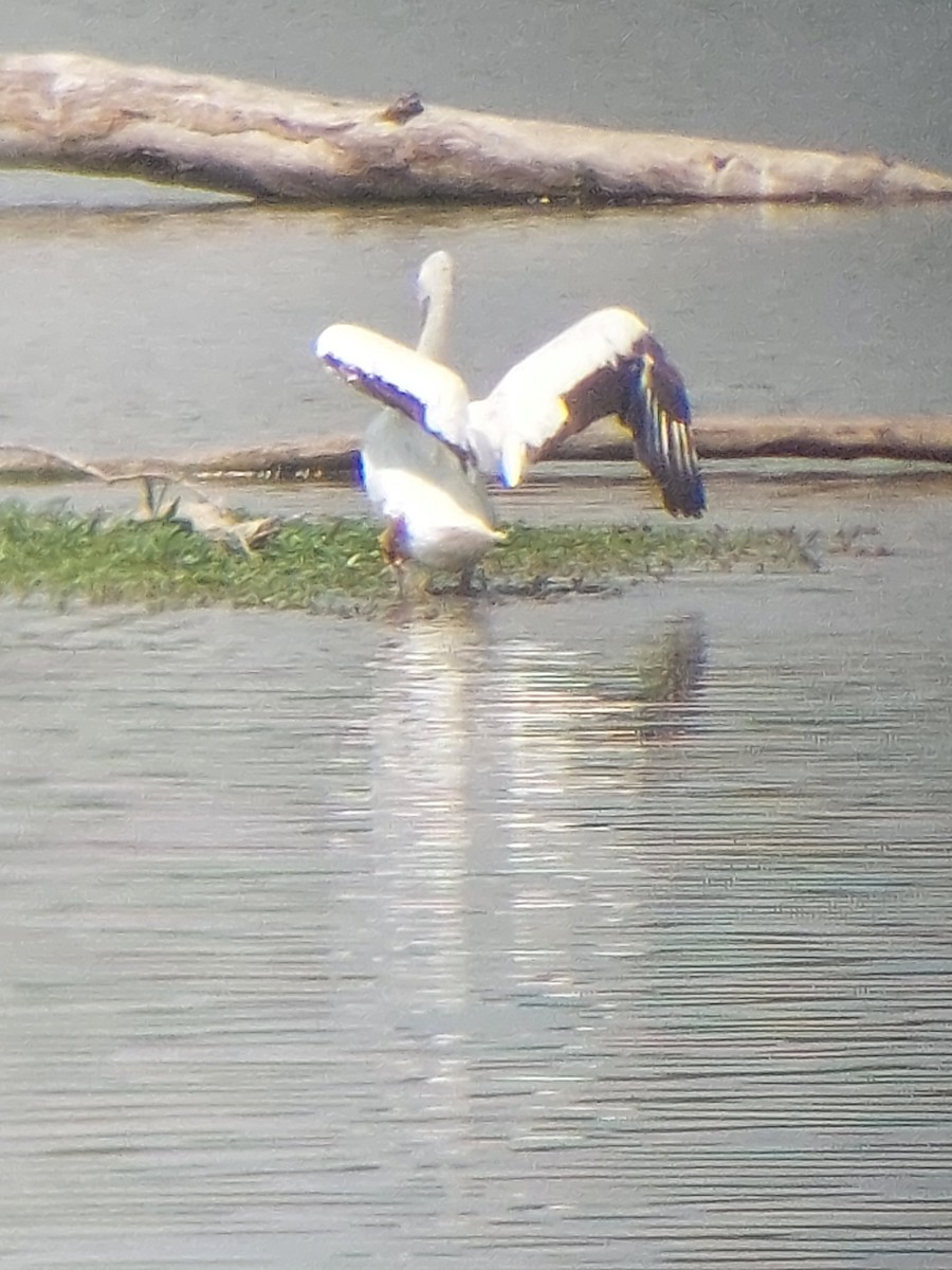 American White Pelican - ML622196540