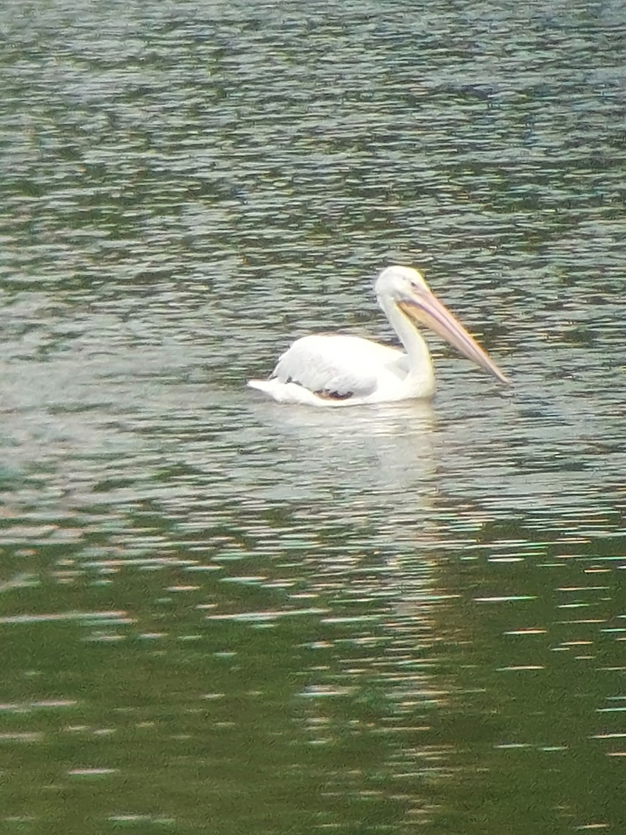 American White Pelican - ML622196541