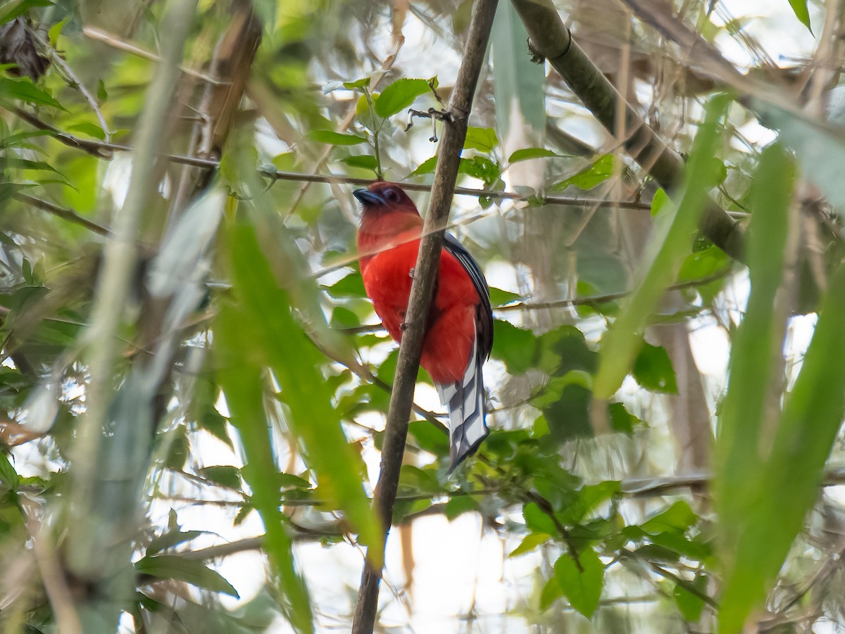 Red-headed Trogon - ML622196554