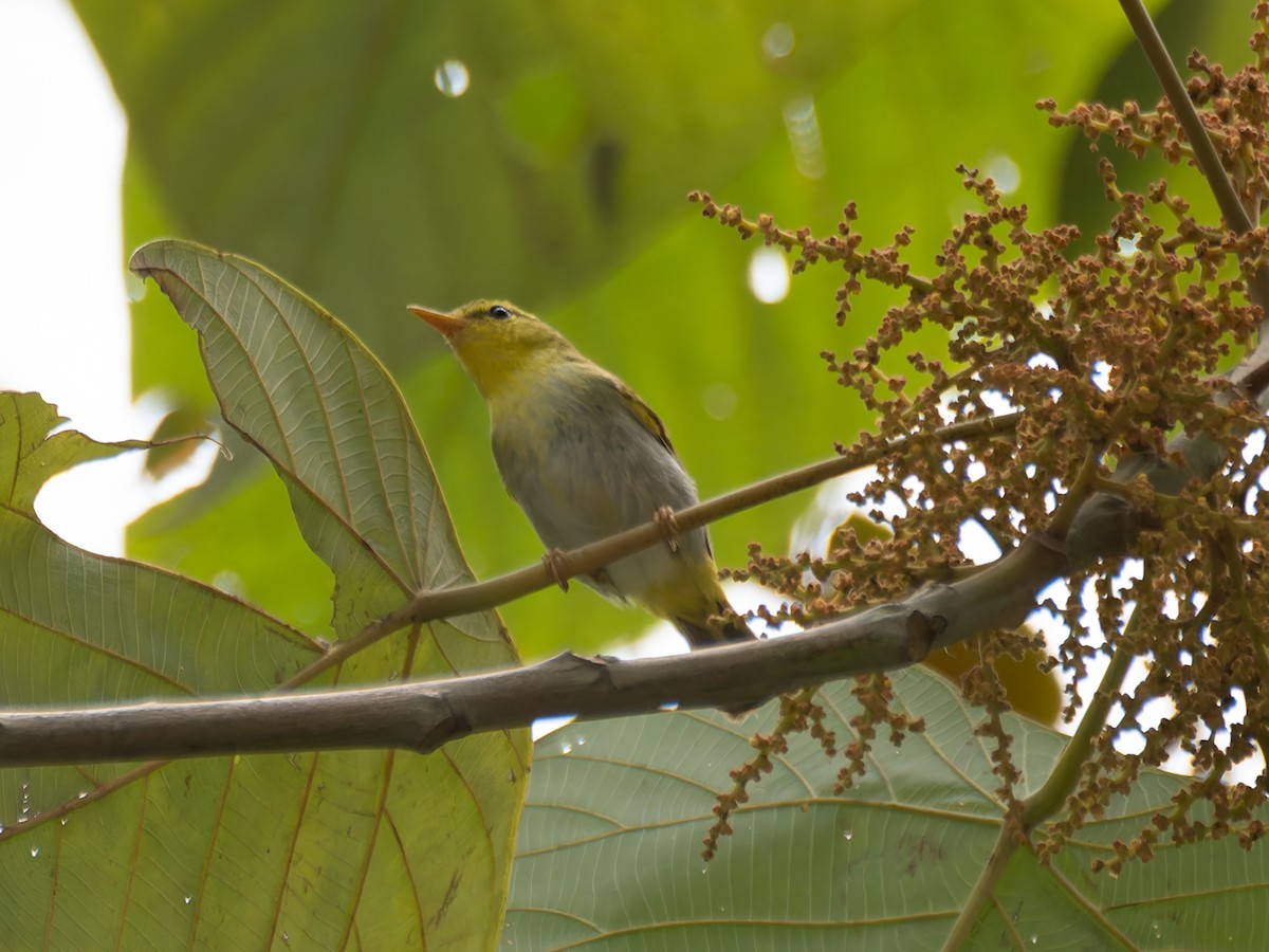 Yellow-vented Warbler - ML622196561