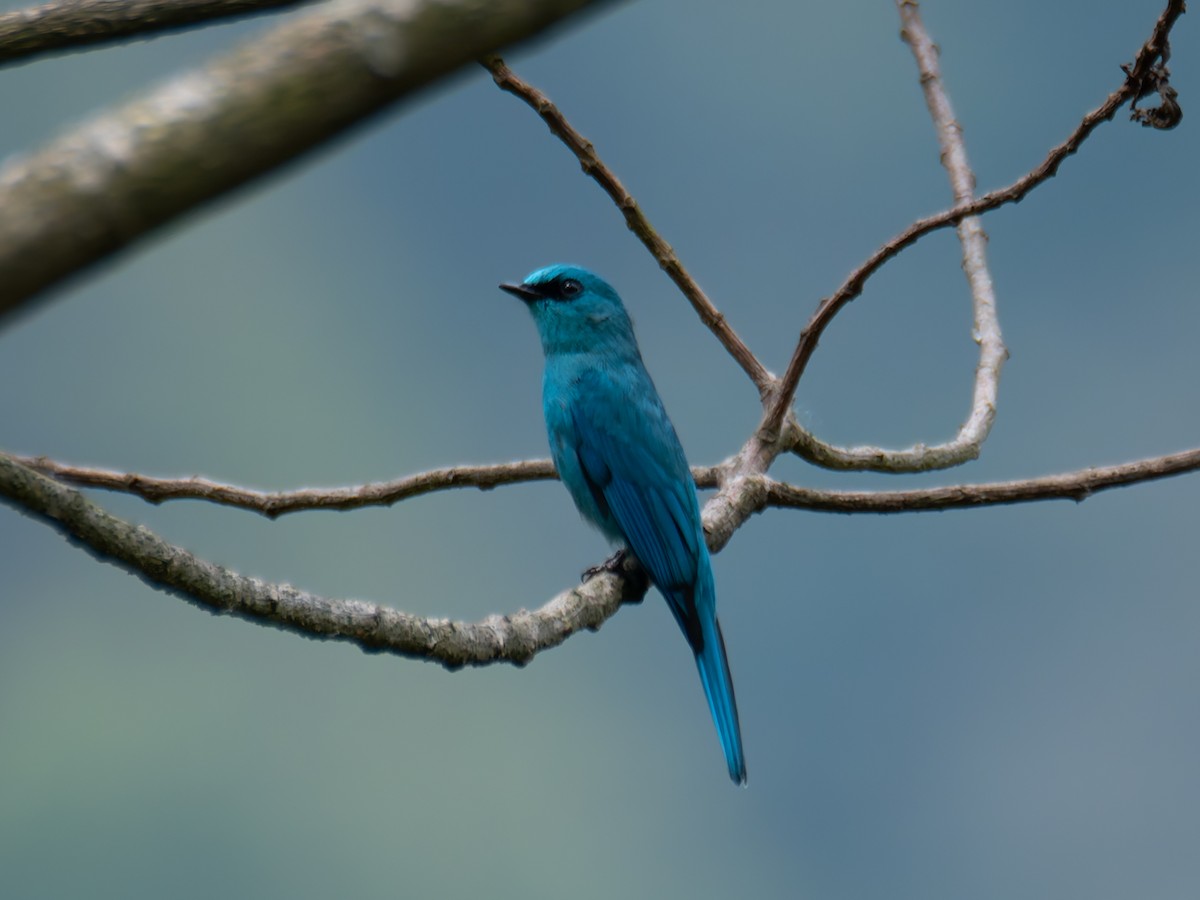 Verditer Flycatcher - ML622196584