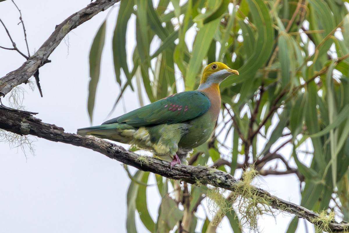 Pink-spotted Fruit-Dove - ML622196607