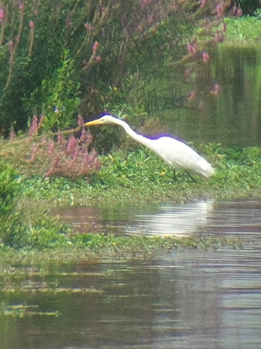 Great Egret - ML622196608
