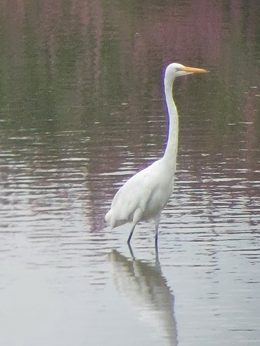 Great Egret - ML622196609