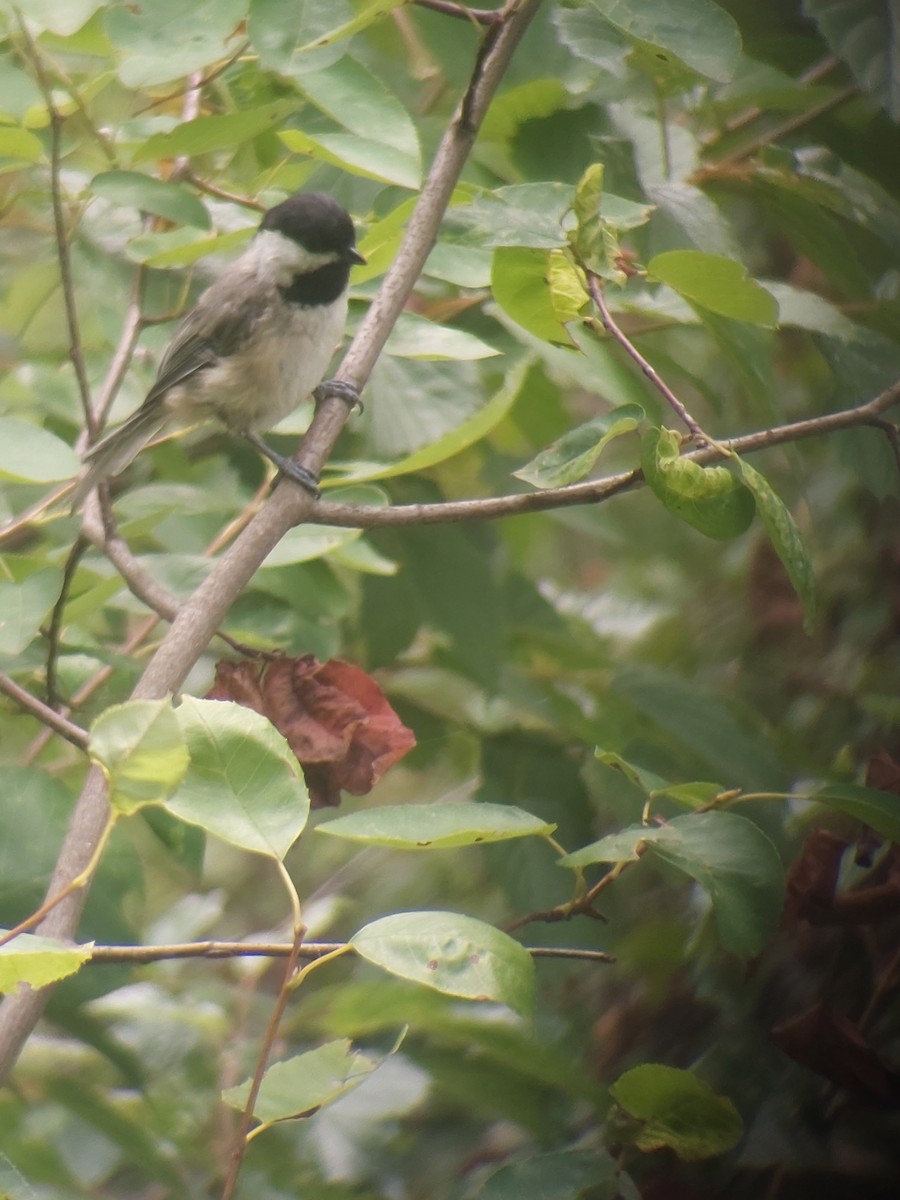 Carolina Chickadee - ML622196625