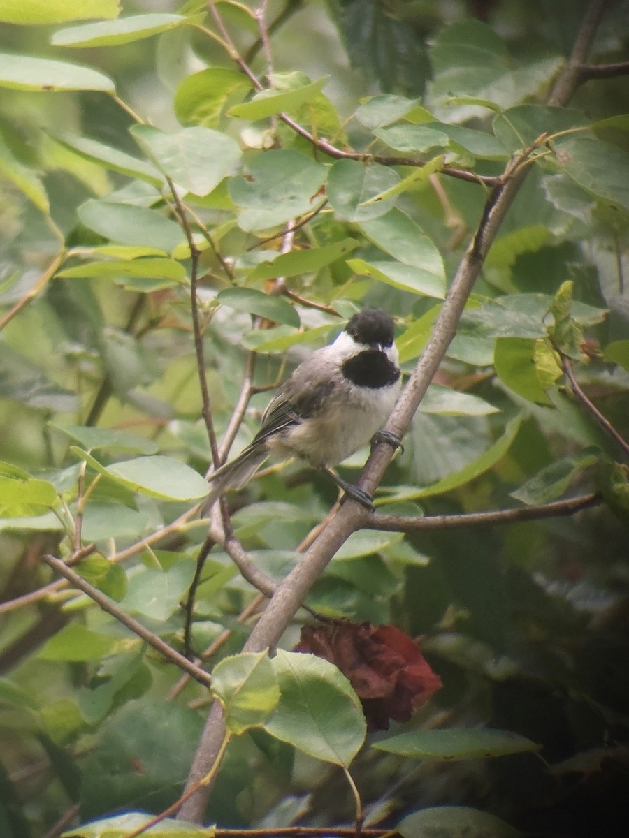 Carolina Chickadee - ML622196626