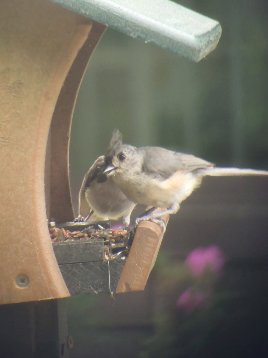 Tufted Titmouse - ML622196653