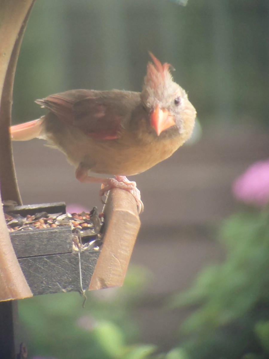 Northern Cardinal - ML622196664