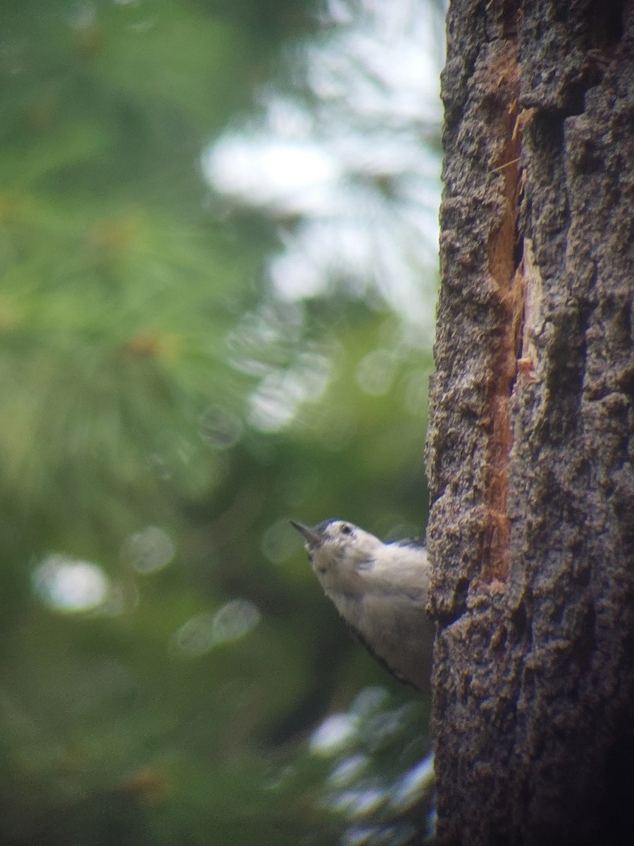 White-breasted Nuthatch - ML622196681