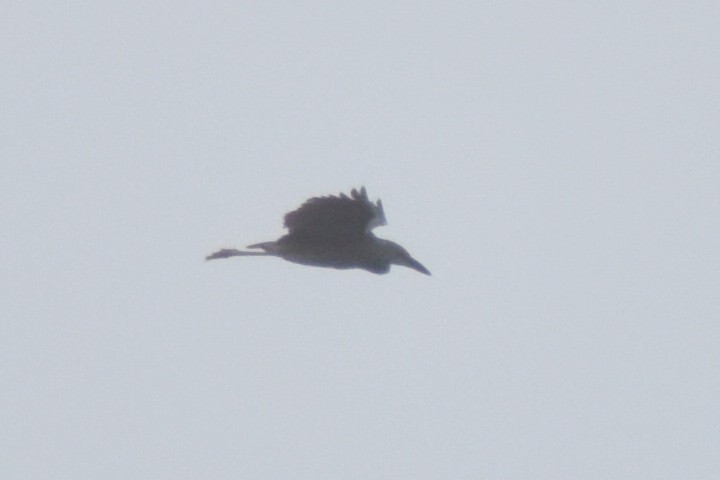 Yellow-crowned Night Heron - ML622196758