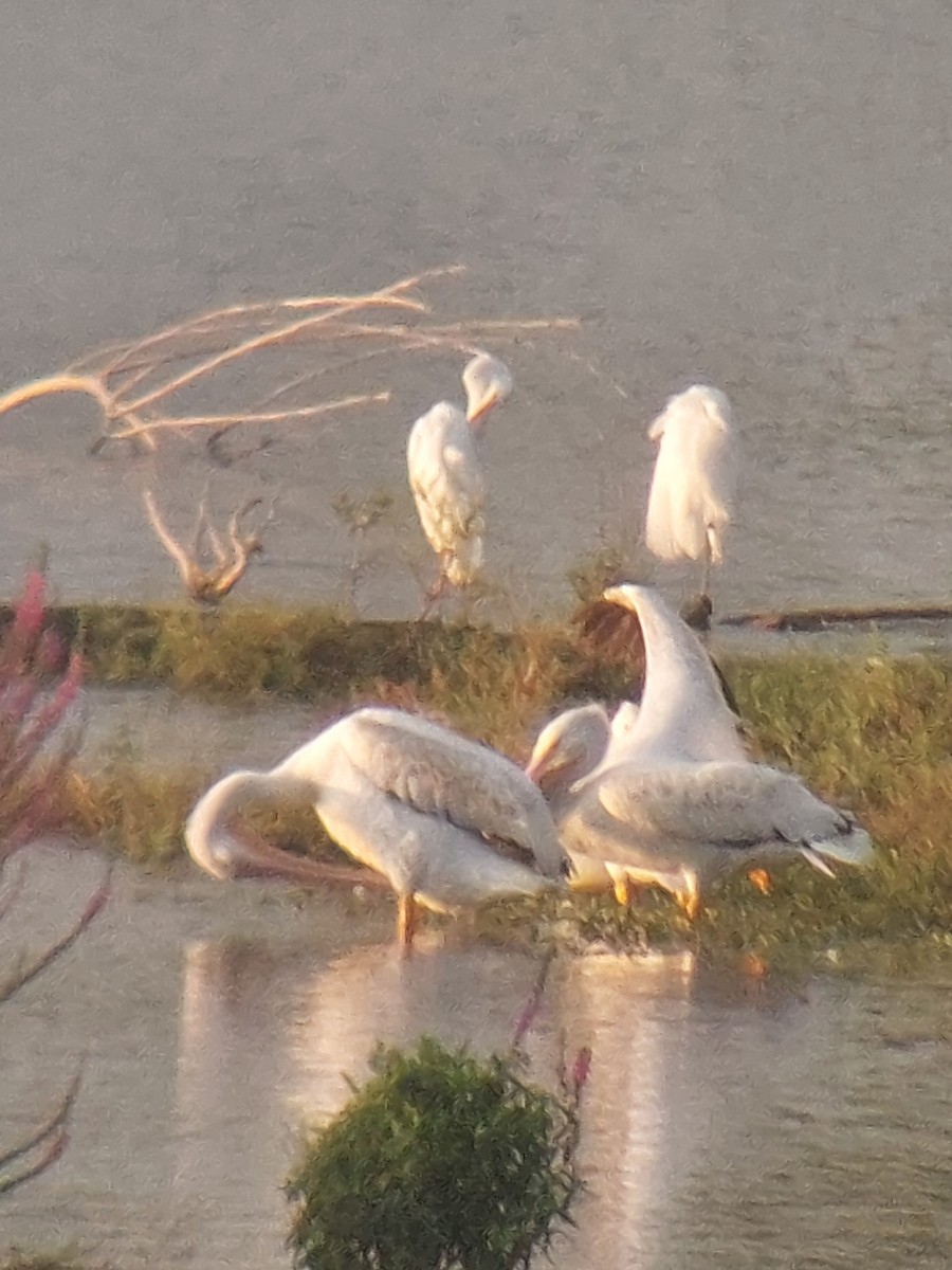 American White Pelican - ML622196772