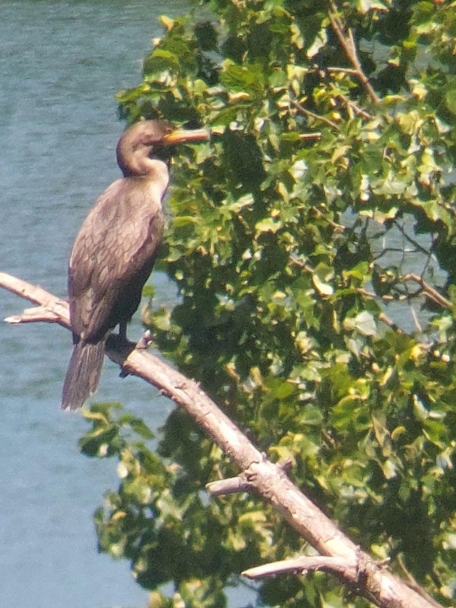 Double-crested Cormorant - ML622196786