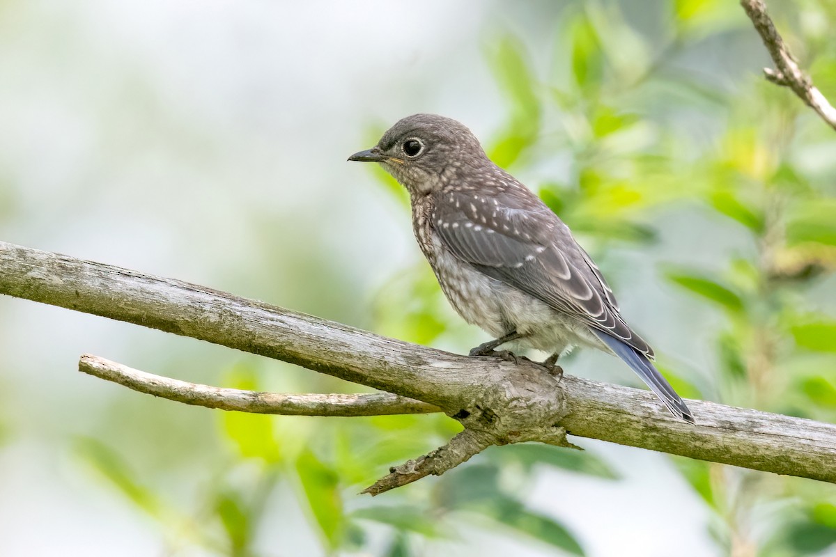 Eastern Bluebird - ML622196793