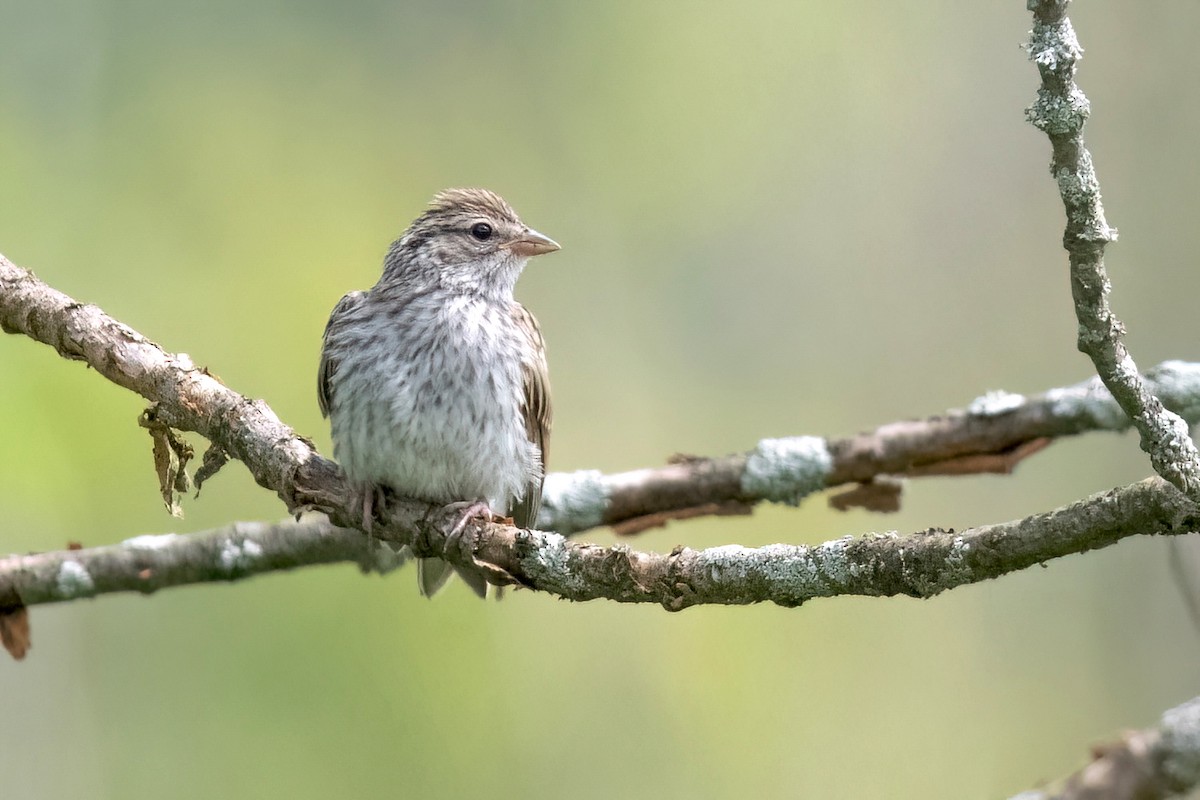 Chipping Sparrow - ML622196797