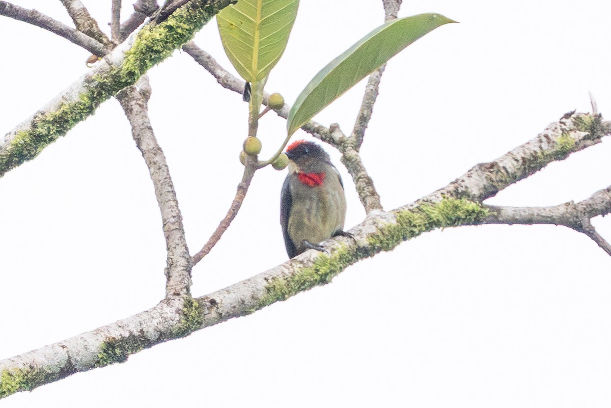 Red-capped Flowerpecker - ML622196803