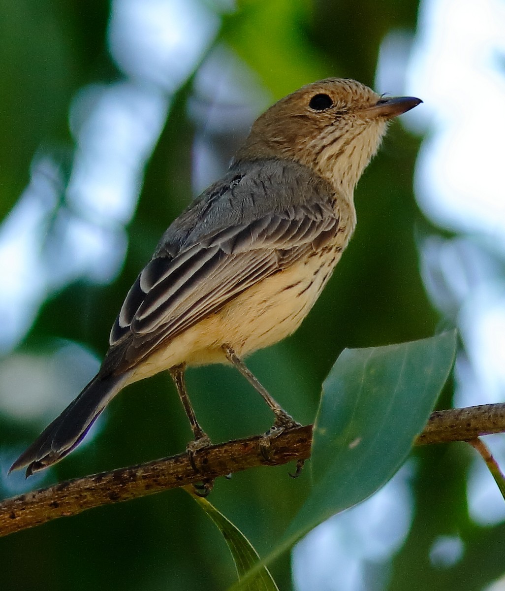 Rufous Whistler - ML622196892